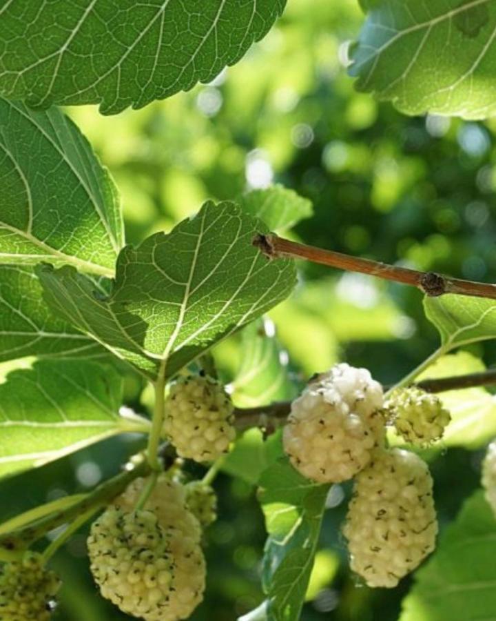 Agriturismo Le Fornase 카스텔누보델가다 외부 사진
