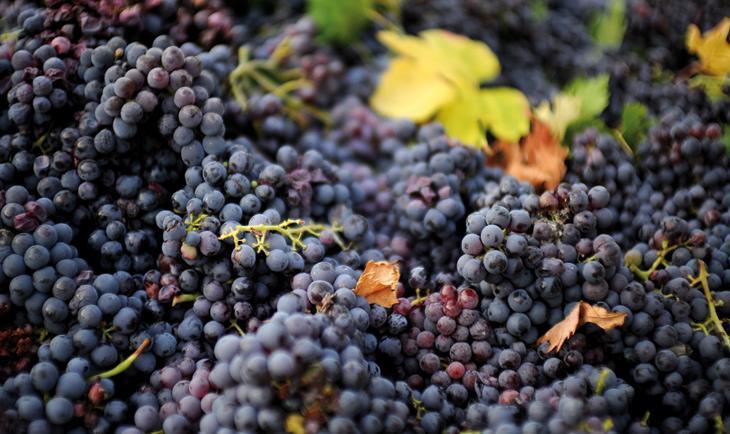 Agriturismo Le Fornase 카스텔누보델가다 외부 사진